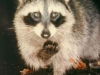 raccoon-jpg